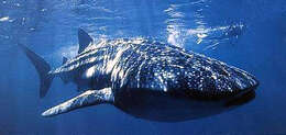 Image of whale sharks