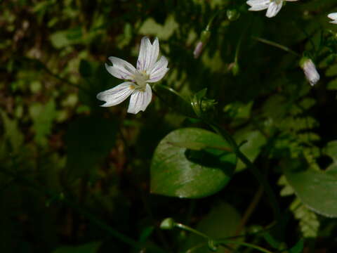 Image of Siberian springbeauty