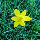 Imagem de Zephyranthes citrina Baker