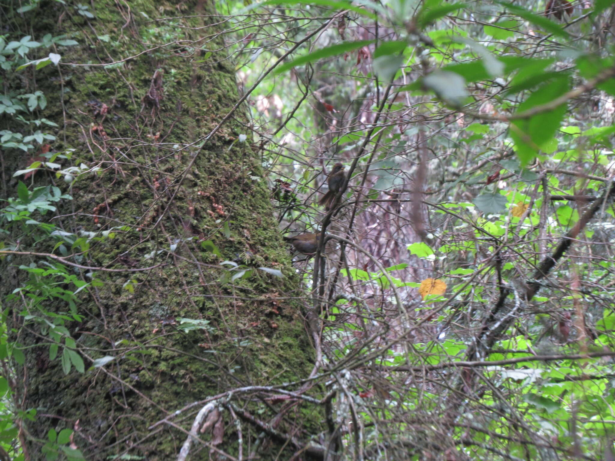 Image of Green-striped Brush Finch