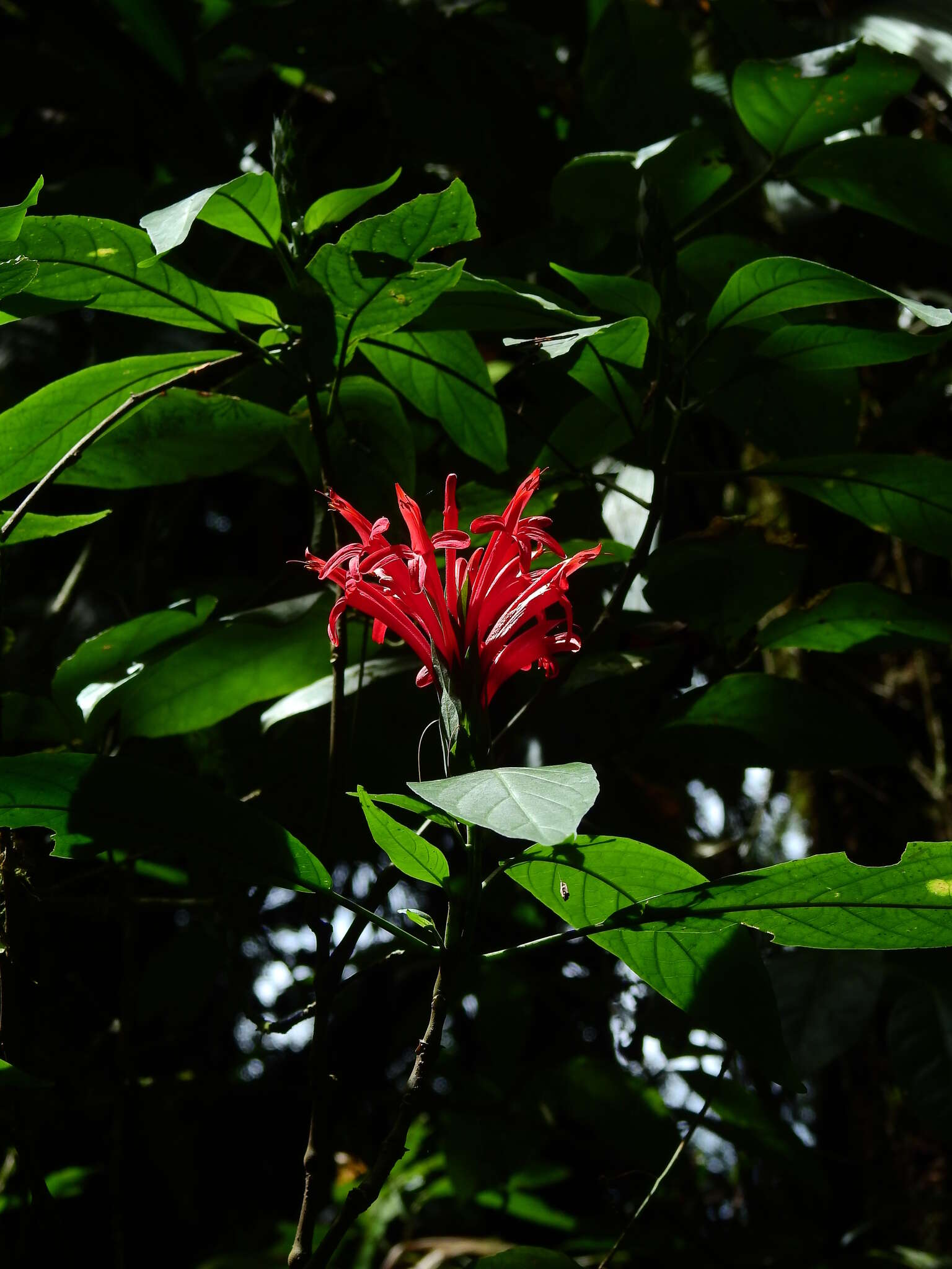 Pachystachys coccinea (Aubl.) Nees resmi