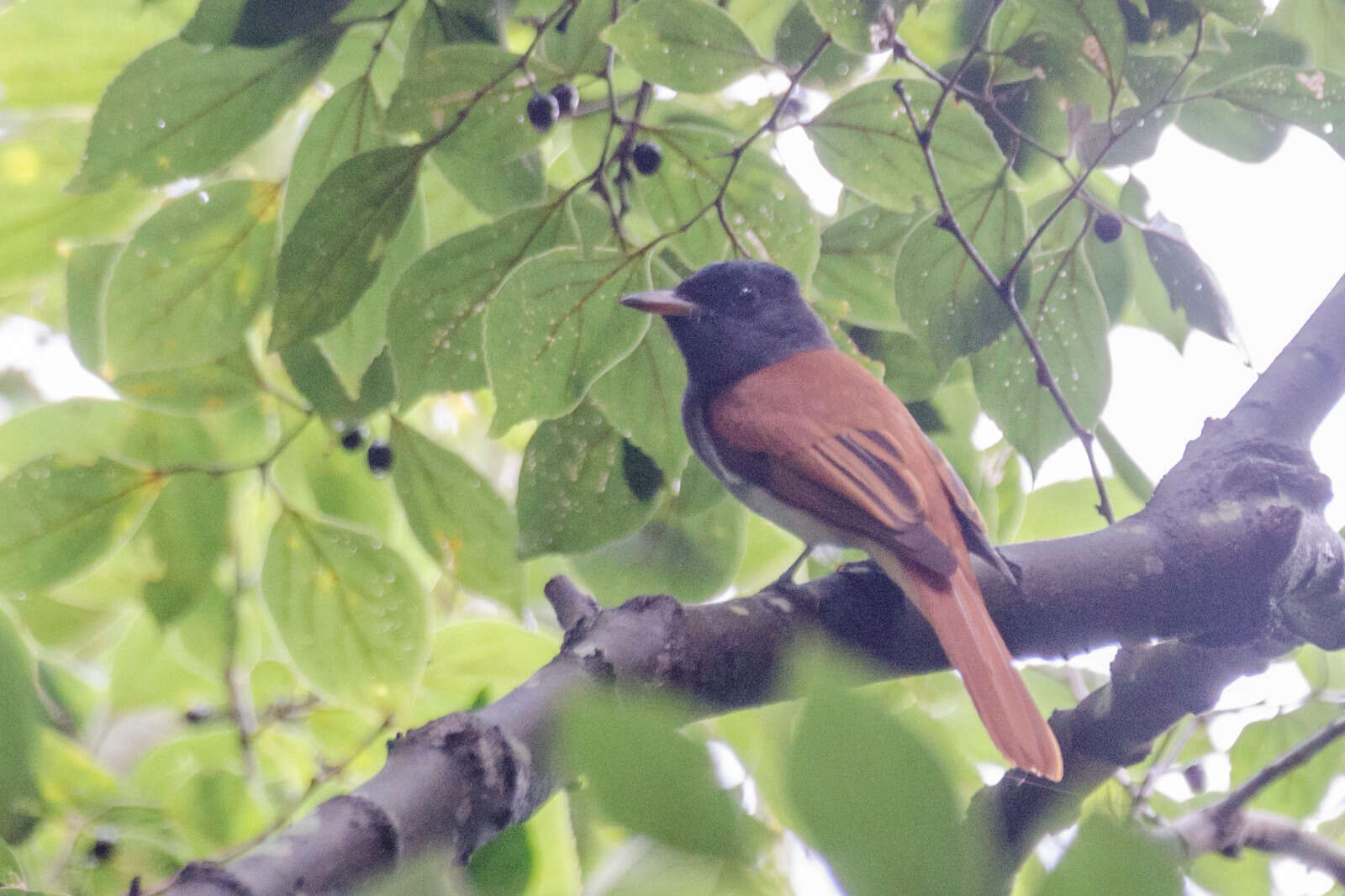 Image of Amur Paradise Flycatcher