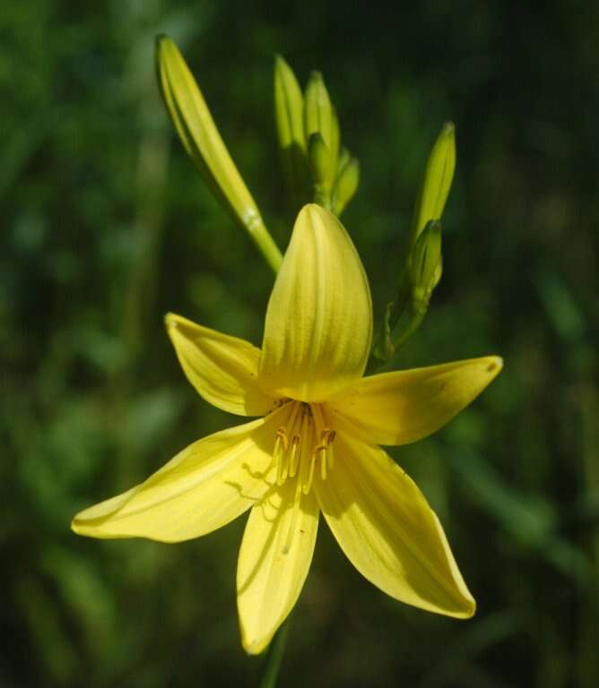 Image of Daylily