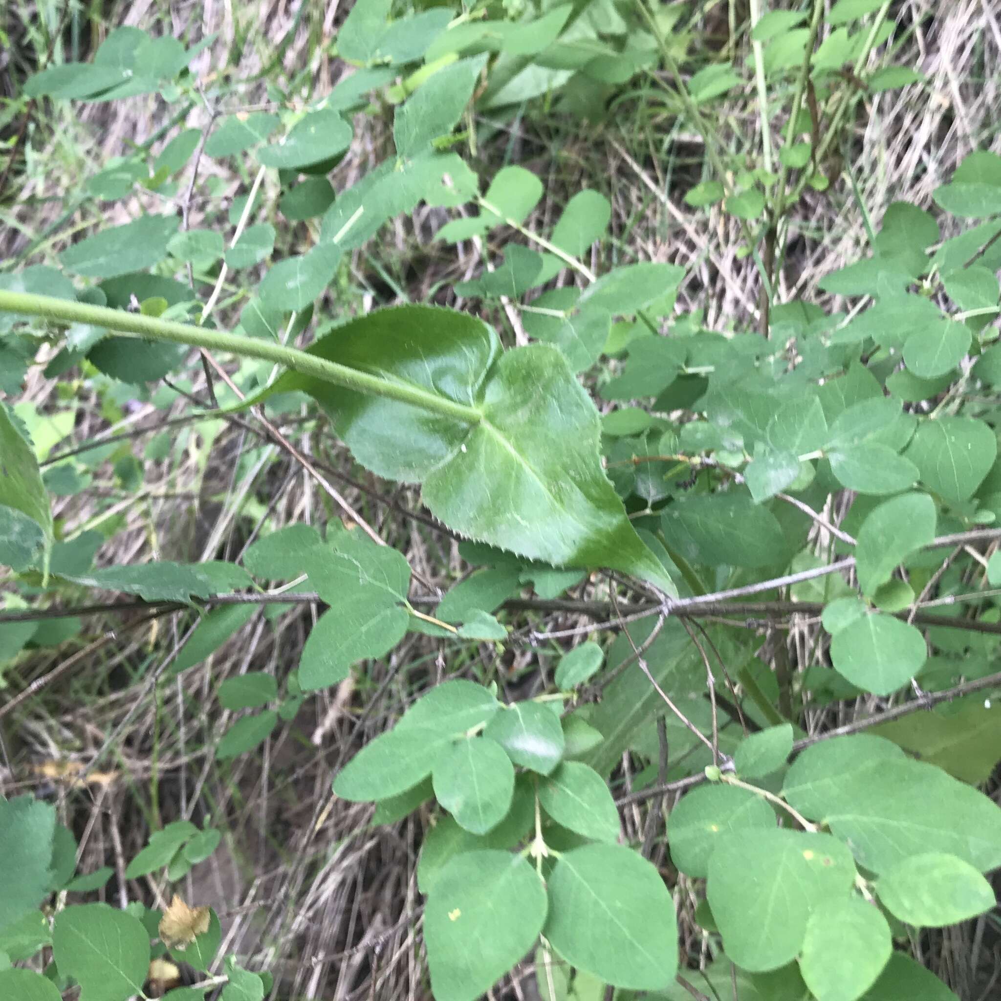 Image of stickystem penstemon