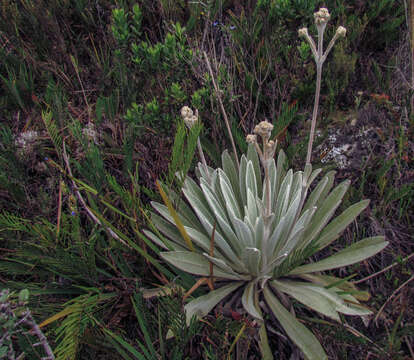 Image of Espeletia schultzii Wedd.