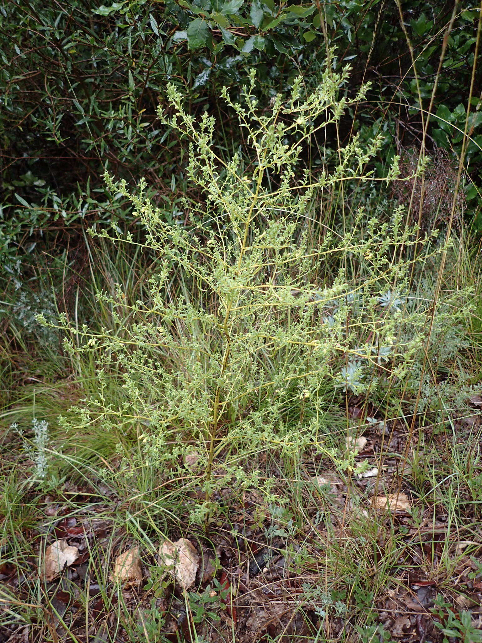 Image of Odontites viscosus (L.) Clairv.