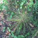 Image of rosy sedge