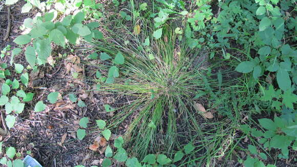 Image of rosy sedge