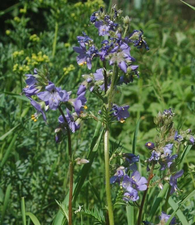 Image de Polémoine bleue