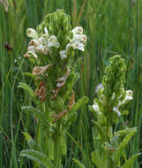 Image of Purple-Flower Lousewort