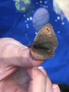 Image of Swiss Brassy Ringlet