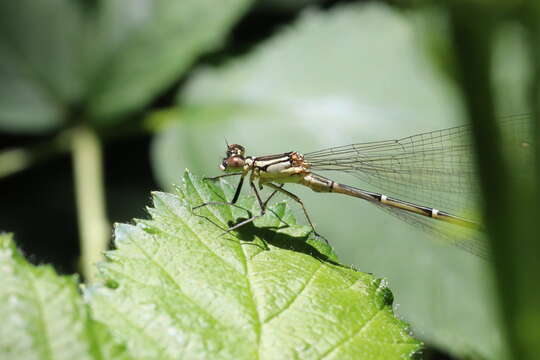 Image of Antiagrion Ris 1904