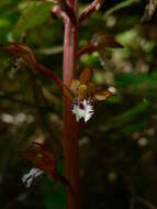 Image of Spotted coralroot