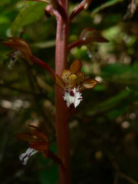 Image of Spotted coralroot