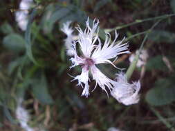 صورة Dianthus superbus subsp. stenocalyx (Trautv.) Kleopow