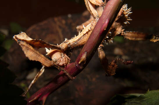 Image of giant stick insect