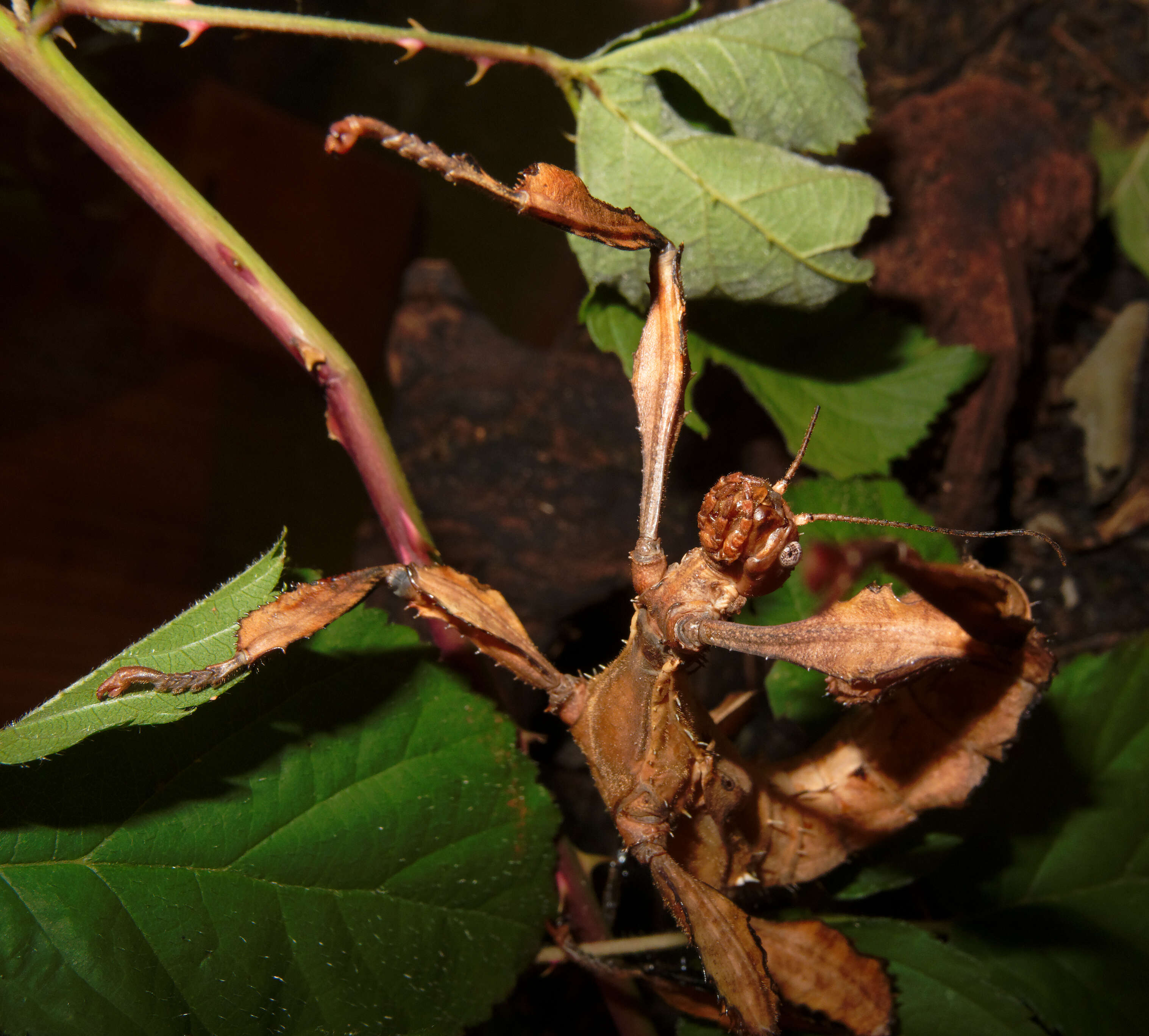 Image of giant stick insect