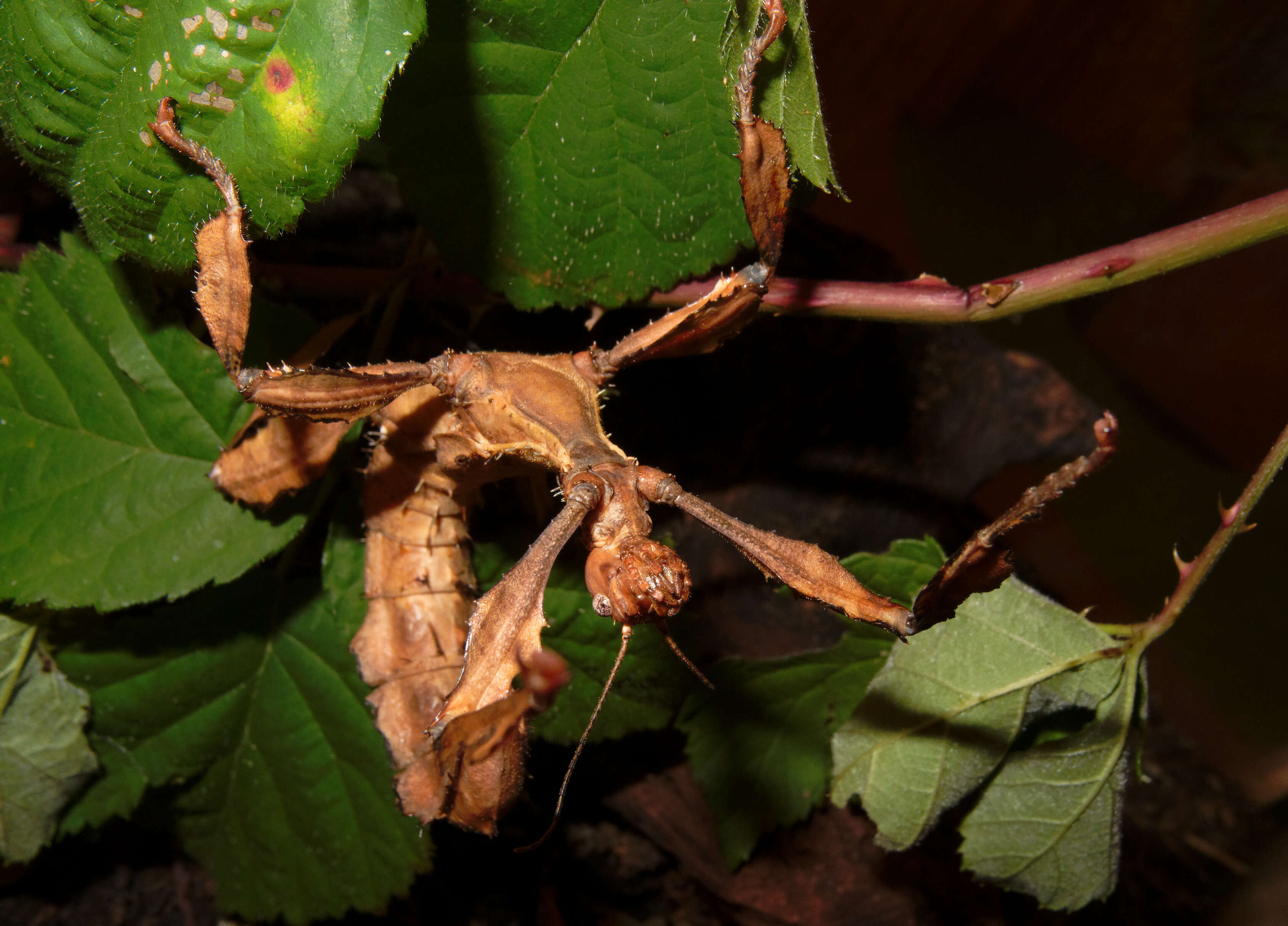 Image of giant stick insect