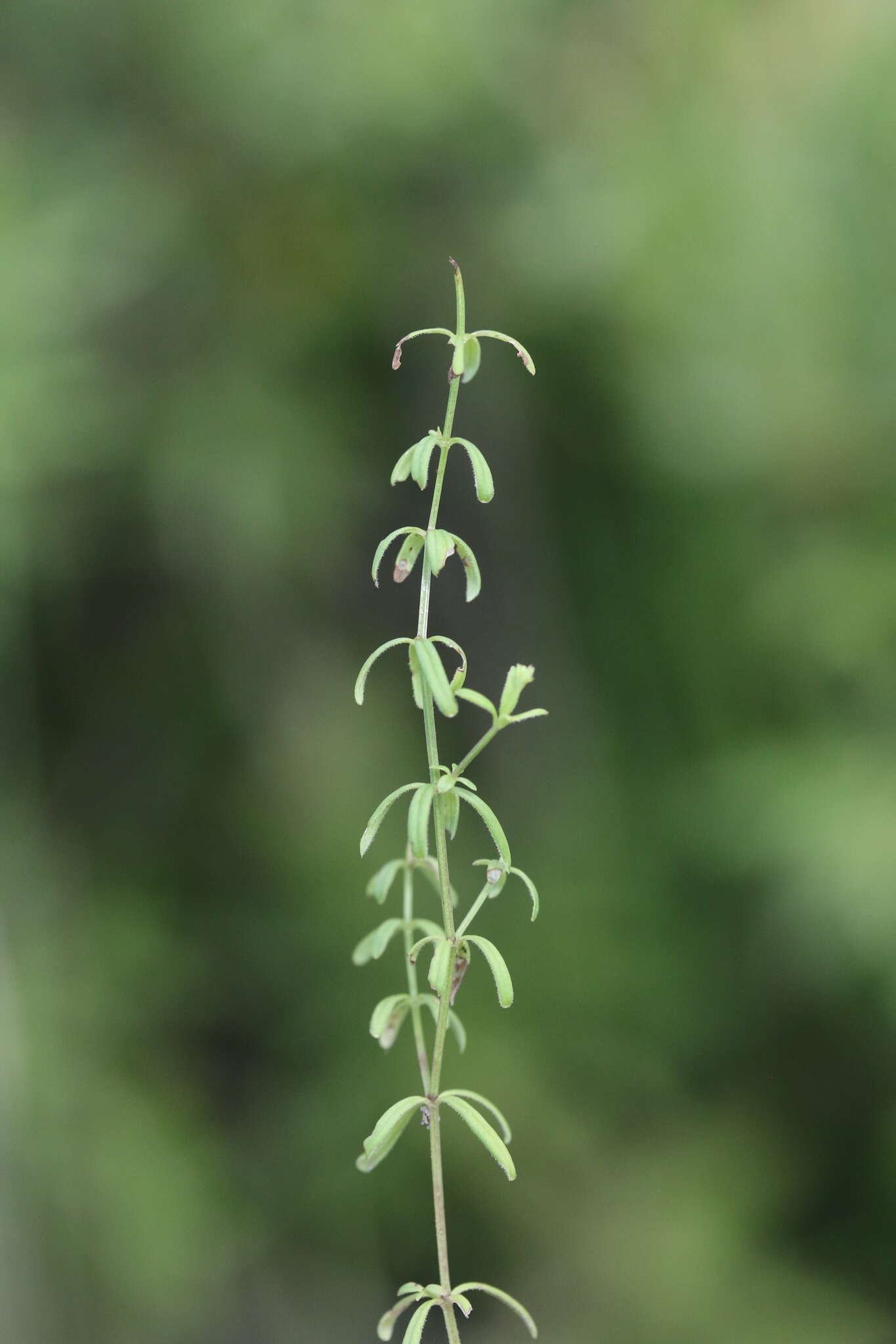 Image of Bog bedstraw