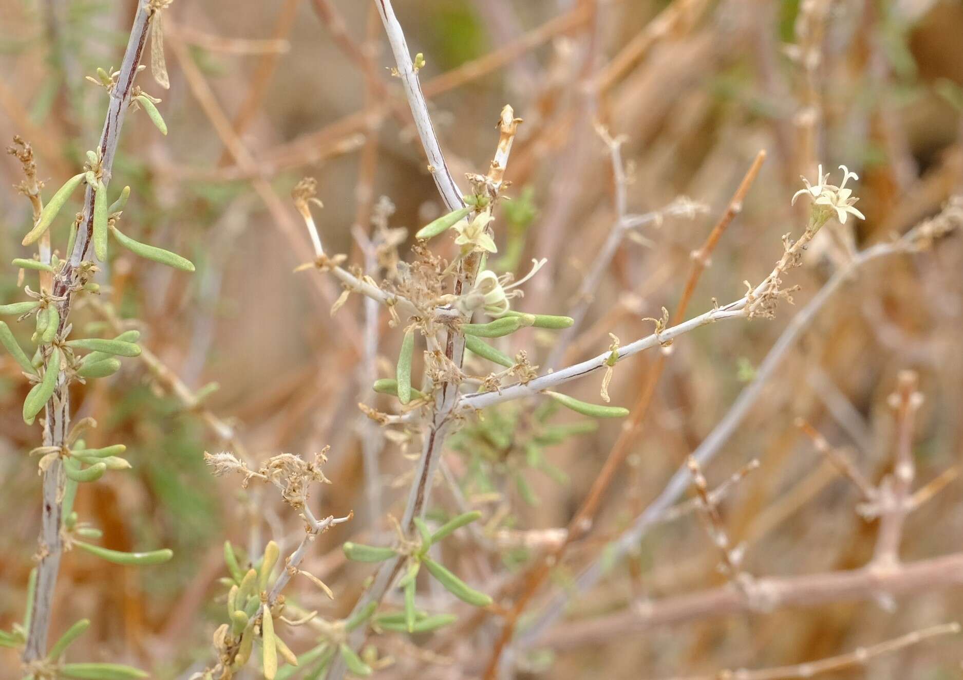 Image of Plocama crocyllis (Sond.) M. Backlund & Thulin