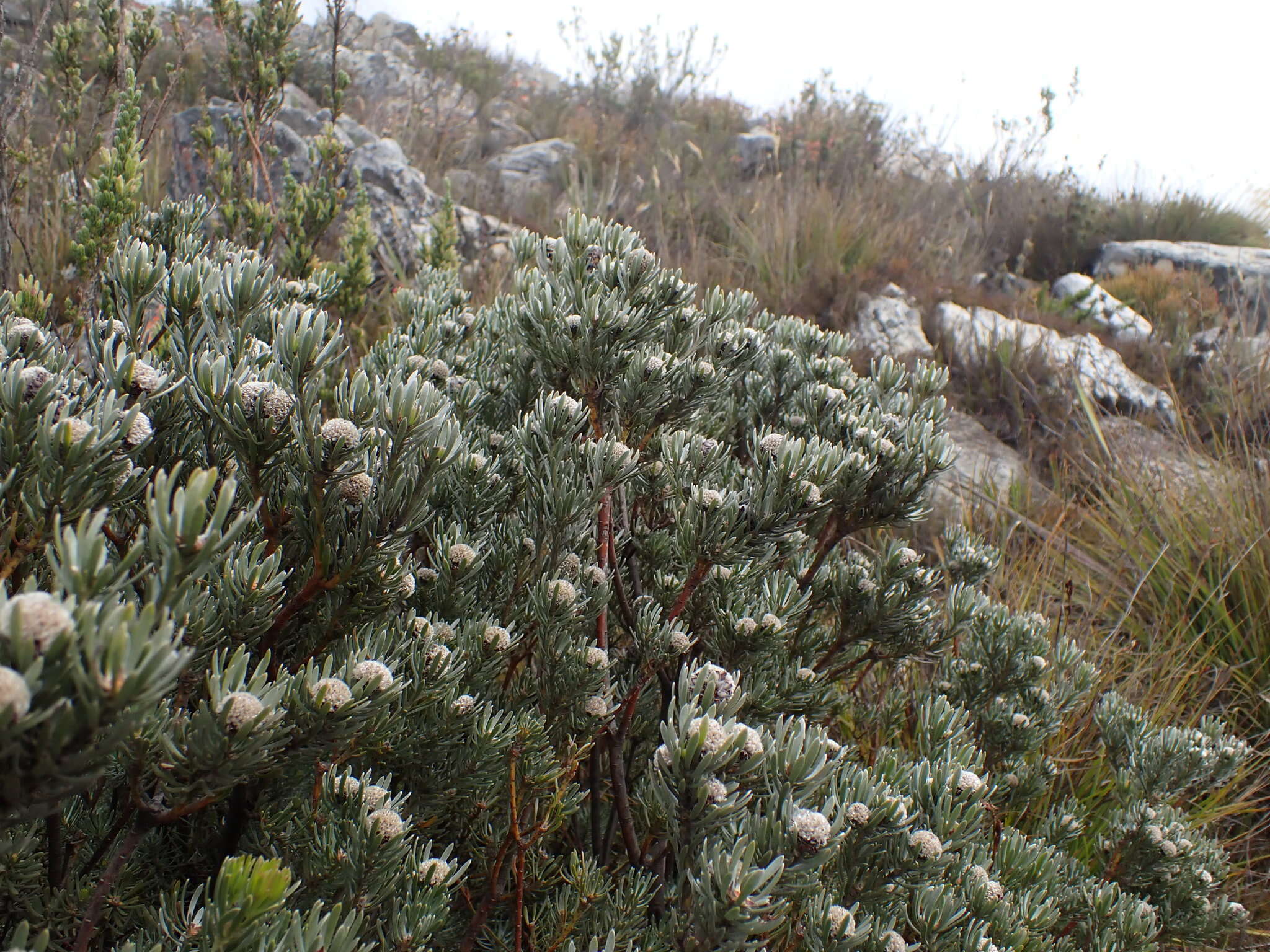 Image of Leucadendron singulare I. Williams