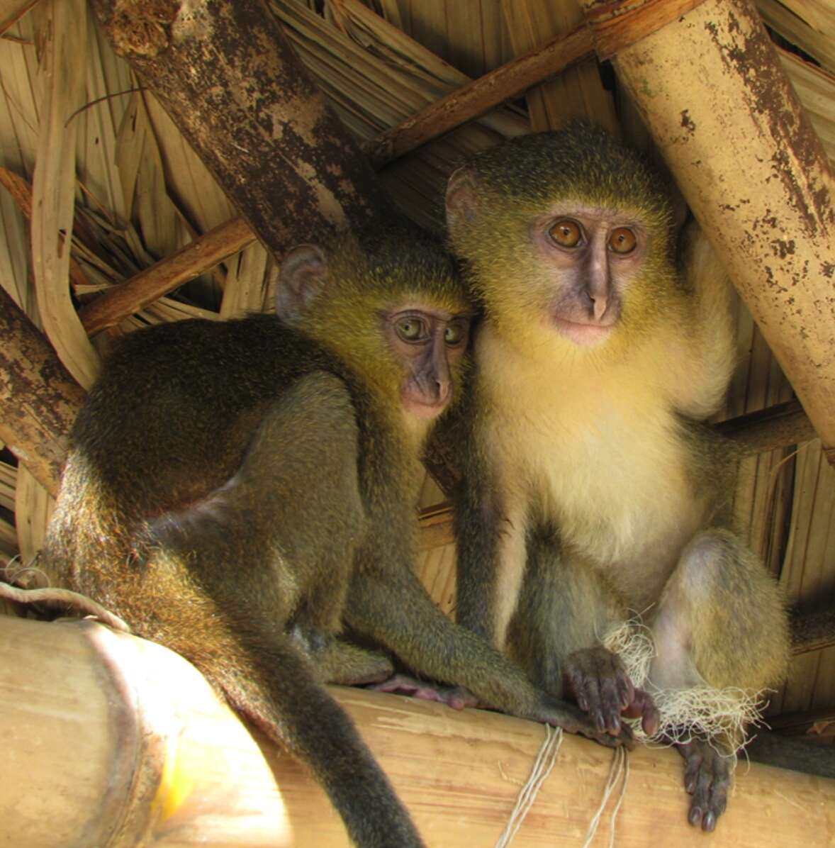 Cercopithecus lomamiensis Hart, Detwiler, Gilbert, Burrell, Fuller, Emetshu, Hart, Vosper, Sargis & Tosi 2012 resmi