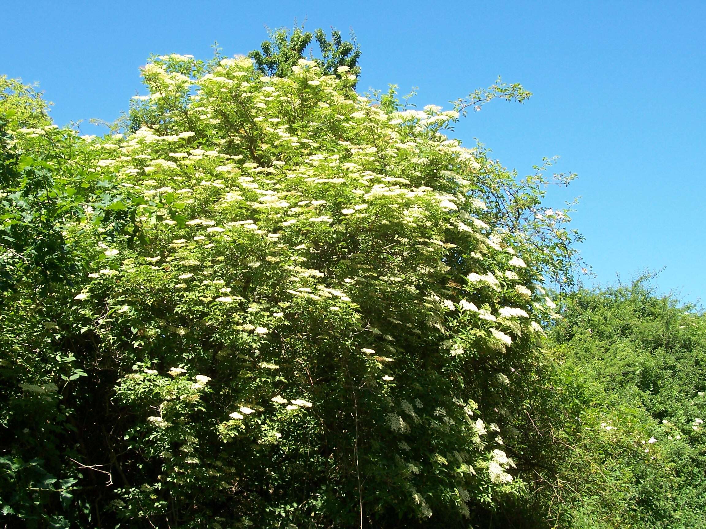 Imagem de Sambucus nigra L.