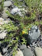 Image of Oregon False Golden-Aster