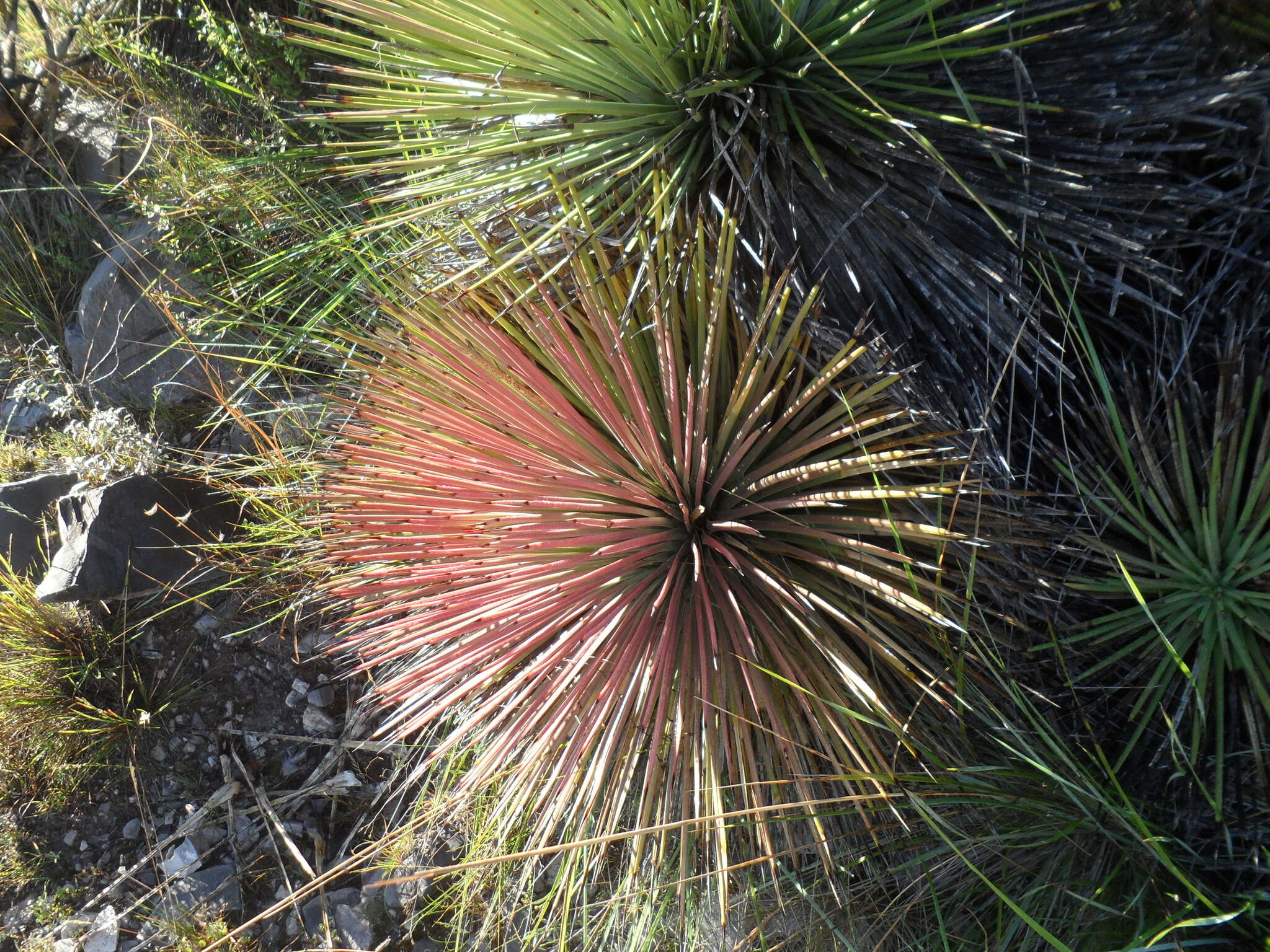 صورة Agave striata subsp. striata