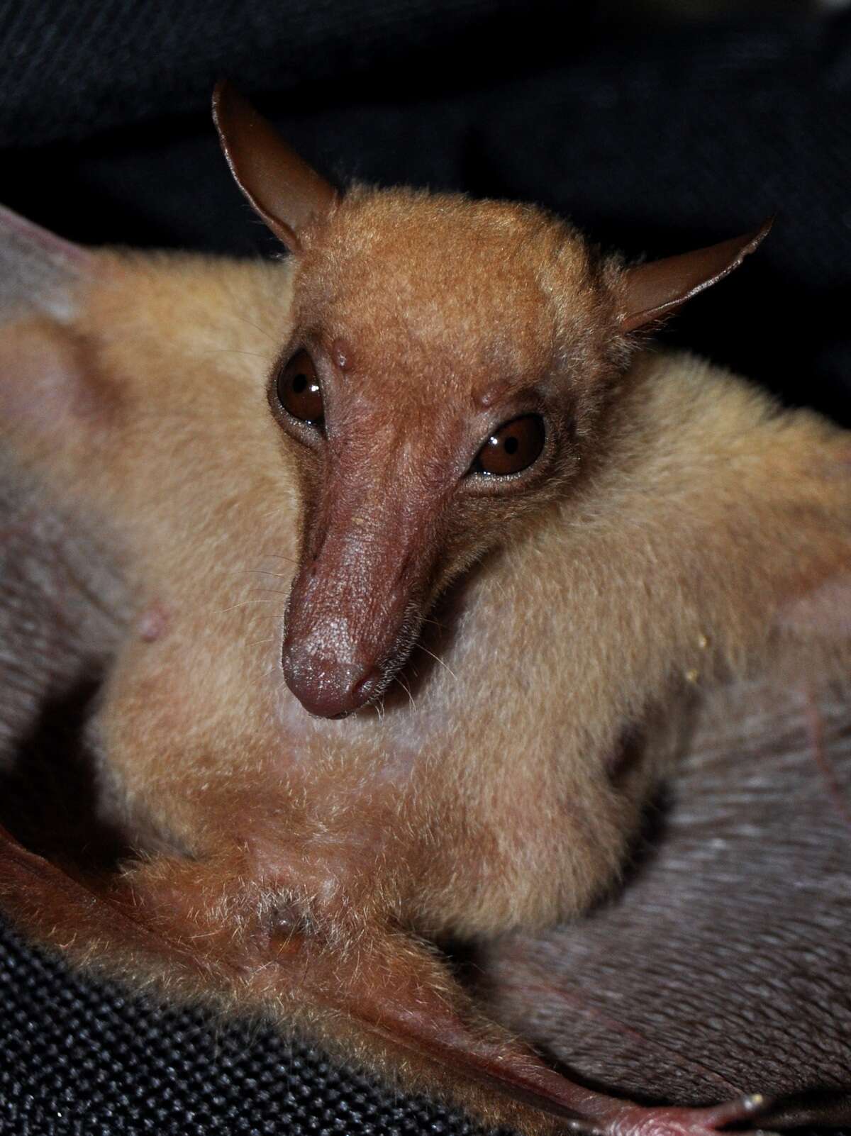 Macroglossus F. Cuvier 1824 resmi