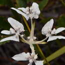 Image of Xanthosia rotundifolia DC.