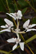 Image of Xanthosia rotundifolia DC.