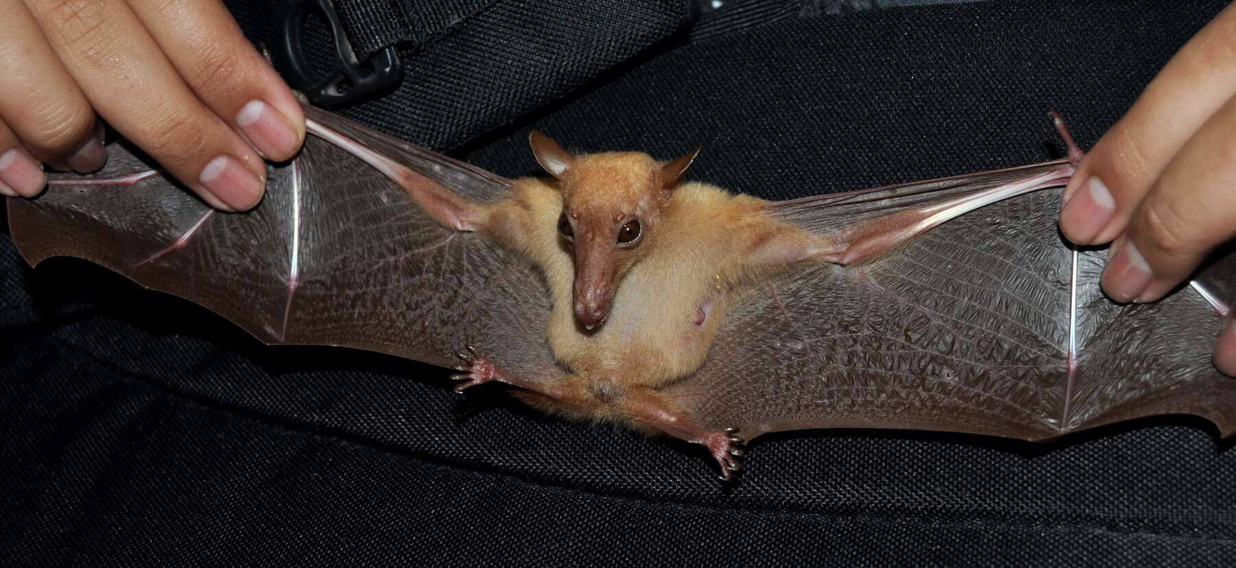 Image of Greater Long-nosed Fruit Bat
