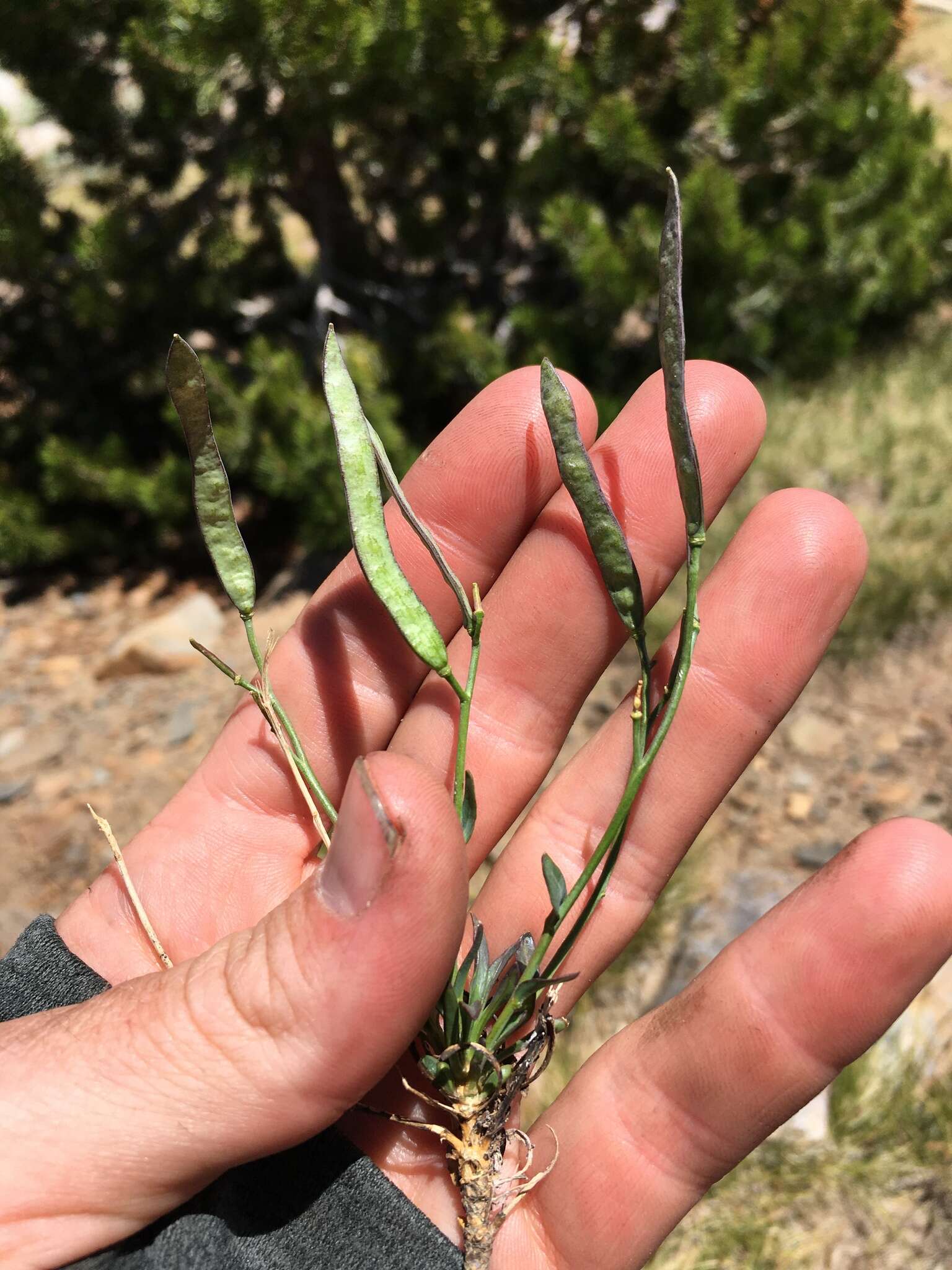 Image of Howell's pioneer rockcress