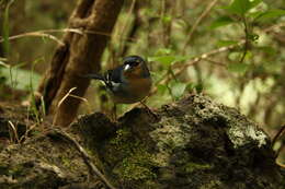 Image of La Palma Chaffinch