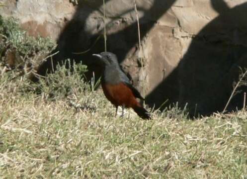 Sivun Thamnolaea cinnamomeiventris cinnamomeiventris (Lafresnaye 1836) kuva