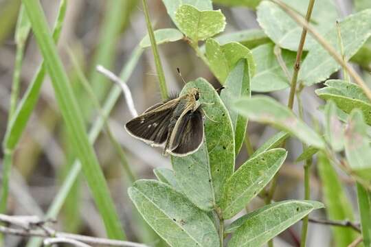 Image of Neamathla Skipper