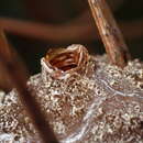 Image of Pine Resin Gall Moth