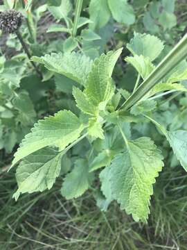 Слика од Leonotis nepetifolia var. nepetifolia