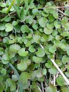 Image of Centella uniflora (Col.) Nannf.