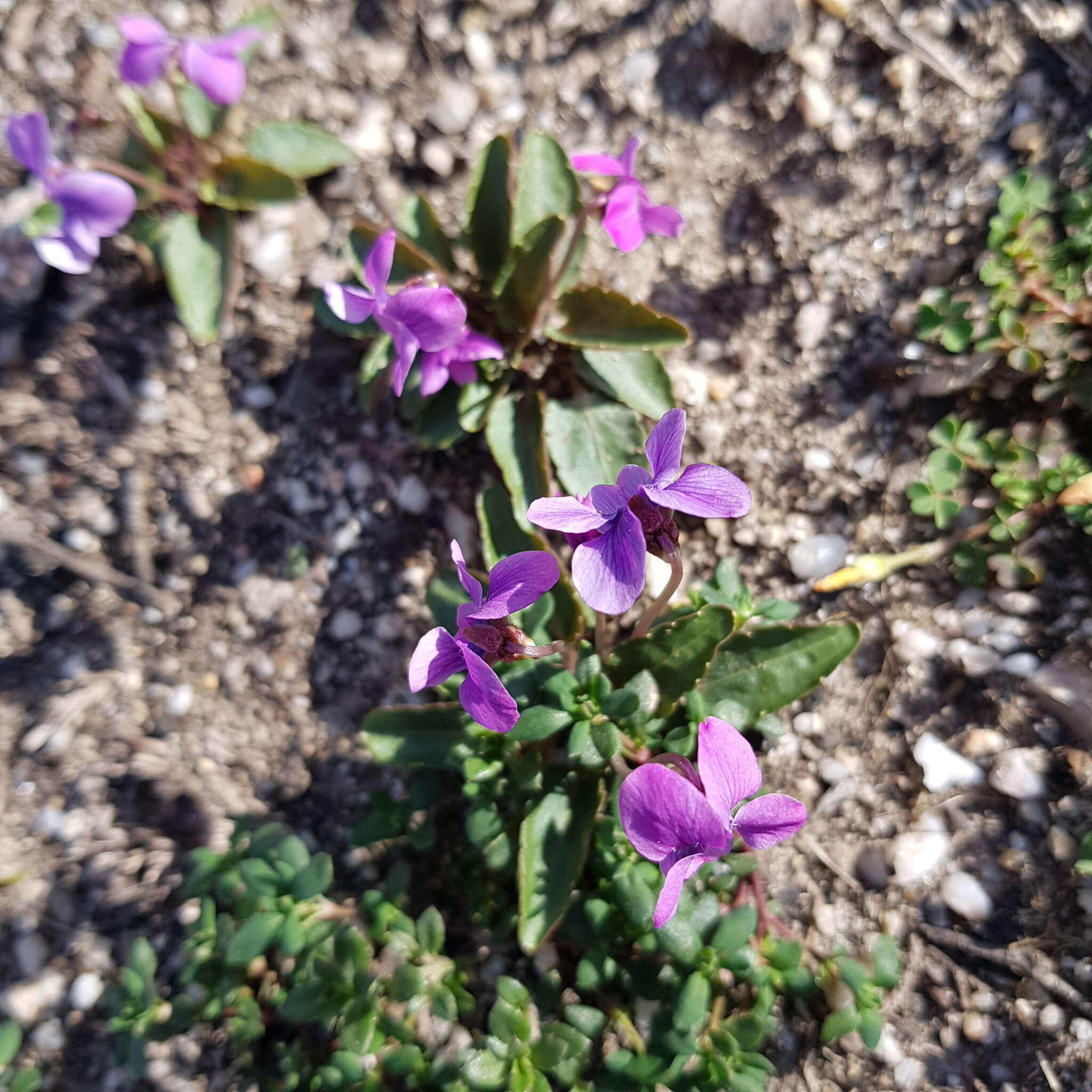 Imagem de Viola betonicifolia Smith