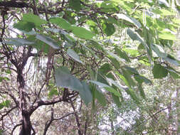 Image of Chinese catalpa