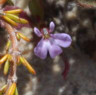 Image of Lobelia anceps L. fil.