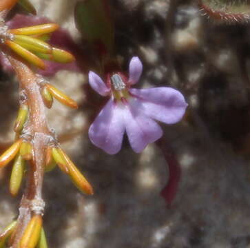 Image of Lobelia anceps L. fil.