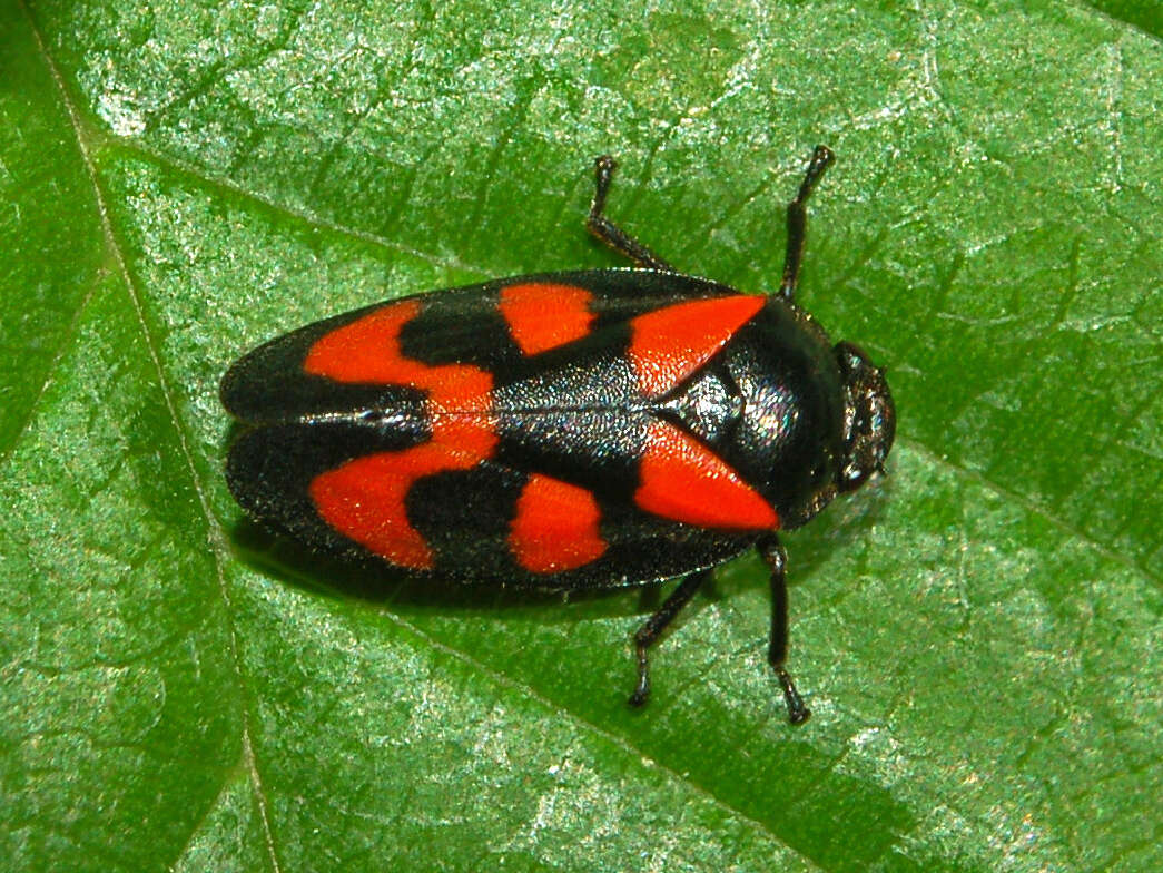 Image of Red-and-black Froghopper