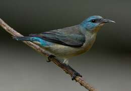 Image of Black-legged Dacnis