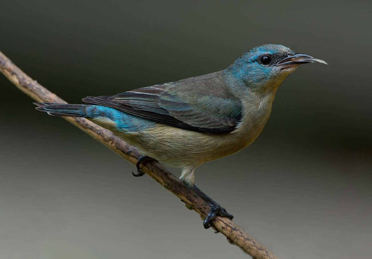 Image of Black-legged Dacnis