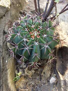 Imagem de Melocactus pachyacanthus Buining & Brederoo