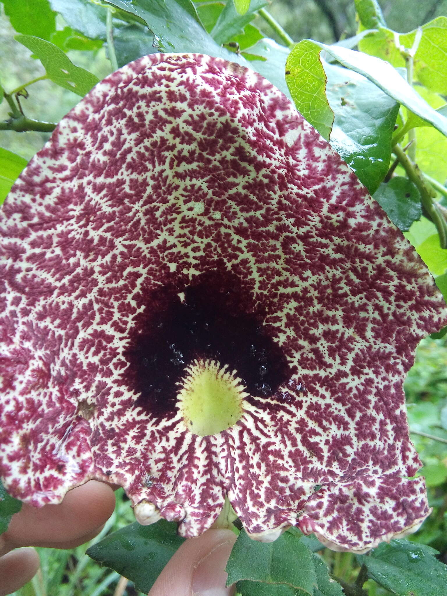 صورة Aristolochia elegans Mast.