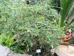 Image of Melaleuca elliptica Labill.